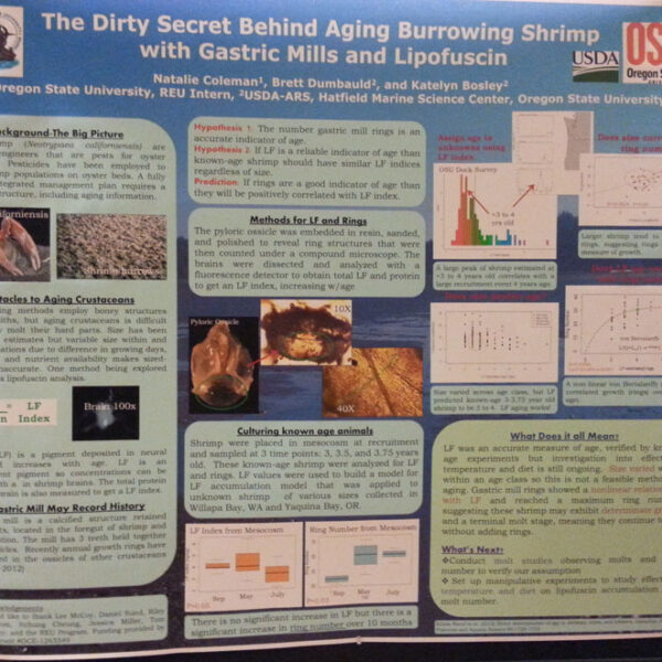 Age Determination in Burrowing Shrimp by Natalie Coleman