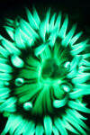 Aggregating Sea Anemone Fluorescence | Natalie Coleman, Marine Biologist