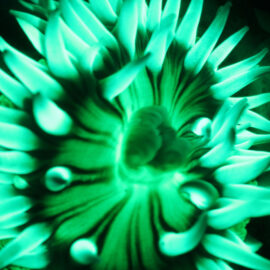Aggregating Sea Anemone Fluorescence | Natalie Coleman, Marine Biologist