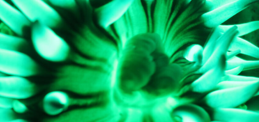 Aggregating Sea Anemone Fluorescence | Natalie Coleman, Marine Biologist