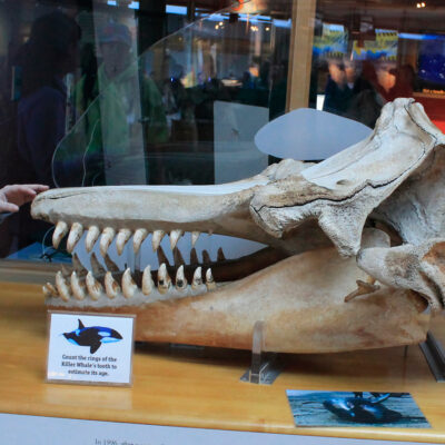 Bone Exhibits | Hatfield Marine Science Center