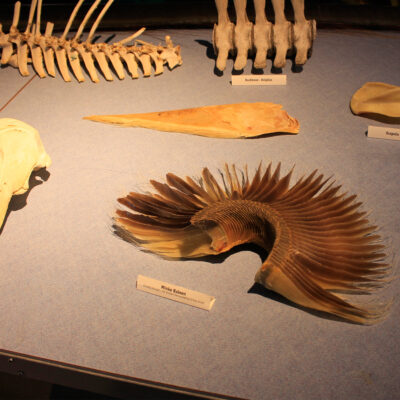 Bone Exhibits | Hatfield Marine Science Center