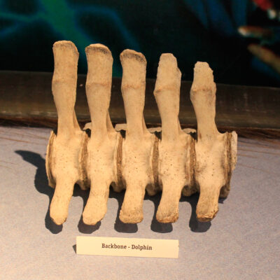 Bone Exhibits | Hatfield Marine Science Center