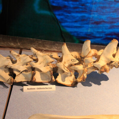 Bone Exhibits | Hatfield Marine Science Center