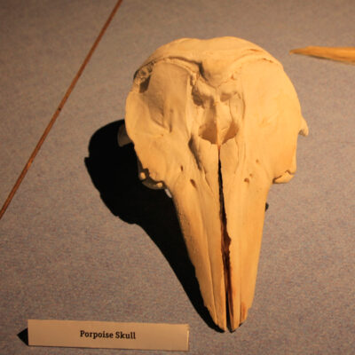 Bone Exhibits | Hatfield Marine Science Center