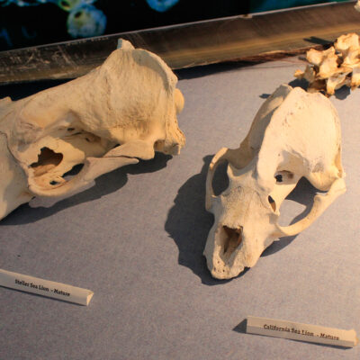 Bone Exhibits | Hatfield Marine Science Center