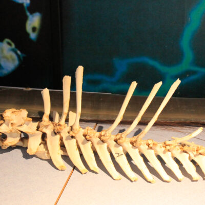 Bone Exhibits | Hatfield Marine Science Center