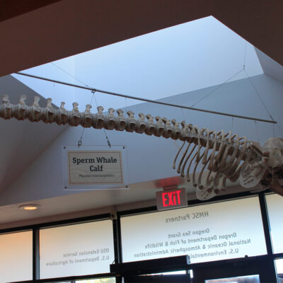 Bone Exhibits | Hatfield Marine Science Center