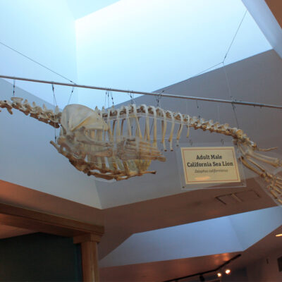 Bone Exhibits | Hatfield Marine Science Center