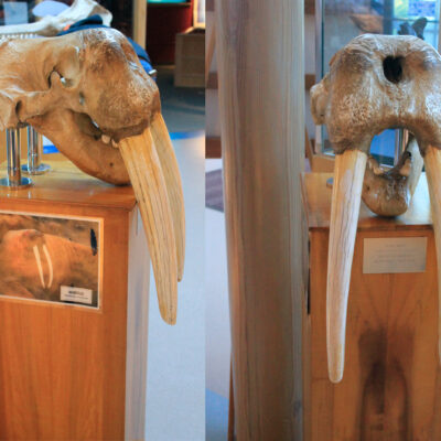 Bone Exhibits | Hatfield Marine Science Center