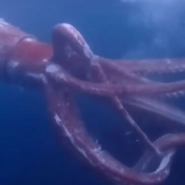 Giant Squid swims next to Japanese divers