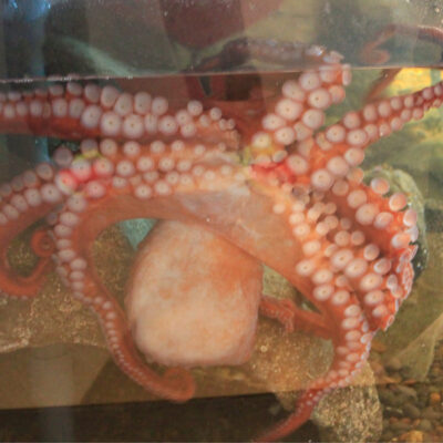 Patriot the Giant Pacific Octopus | Hatfield Marine Science Center