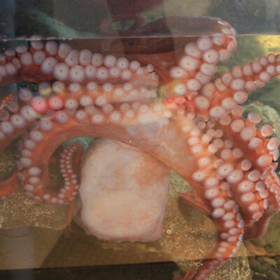 Patriot the Giant Pacific Octopus | Hatfield Marine Science Center