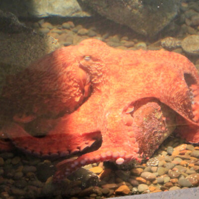 Patriot the Giant Pacific Octopus | Hatfield Marine Science Center