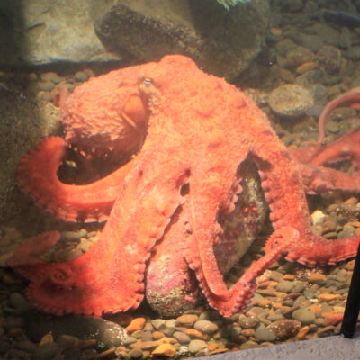 Patriot the Giant Pacific Octopus | Hatfield Marine Science Center