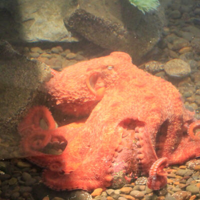 Patriot the Giant Pacific Octopus | Hatfield Marine Science Center