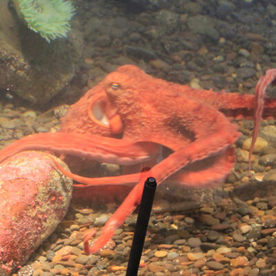 Patriot the Giant Pacific Octopus | Hatfield Marine Science Center