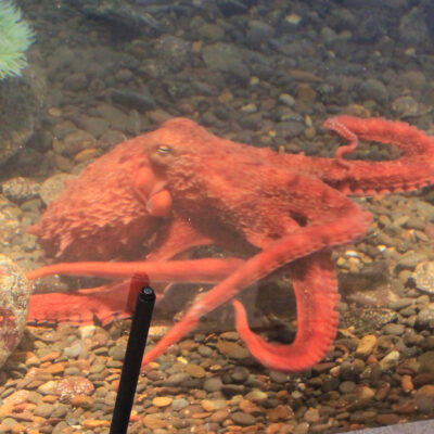 Patriot the Giant Pacific Octopus | Hatfield Marine Science Center