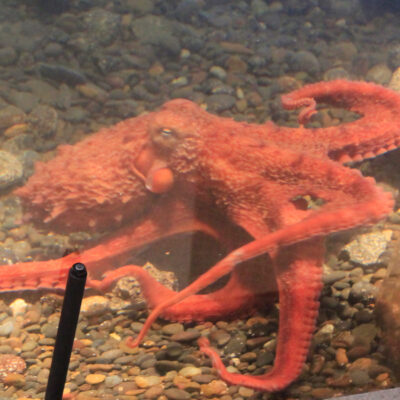 Patriot the Giant Pacific Octopus | Hatfield Marine Science Center