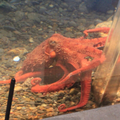 Patriot the Giant Pacific Octopus | Hatfield Marine Science Center