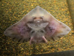 Round Skate | Hatfield Marine Science Center