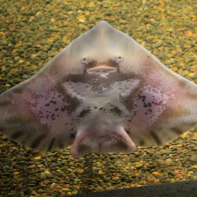 Round Skate | Hatfield Marine Science Center