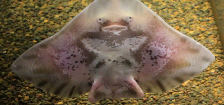 Round Skate | Hatfield Marine Science Center