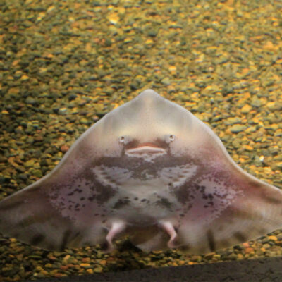 Round Skate | Hatfield Marine Science Center