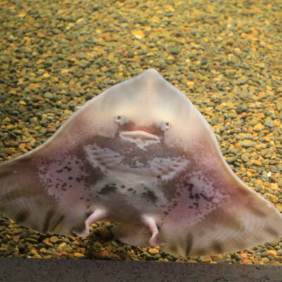 Round Skate | Hatfield Marine Science Center