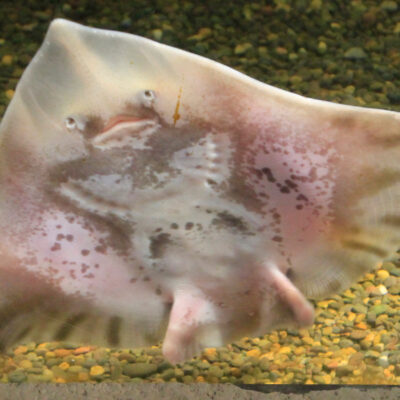 Round Skate | Hatfield Marine Science Center