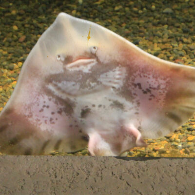 Round Skate | Hatfield Marine Science Center