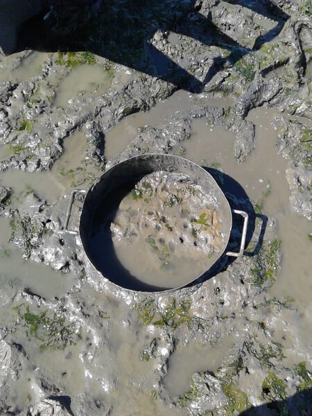 Sampling core sunk five feet deep, Idaho flats, Newport Oregon