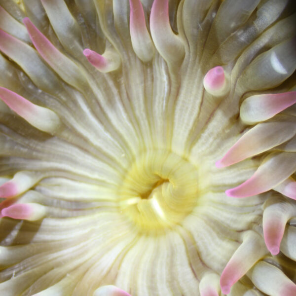 White Aggregating Sea Anemone