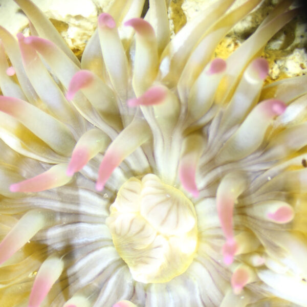 White Aggregating Sea Anemone