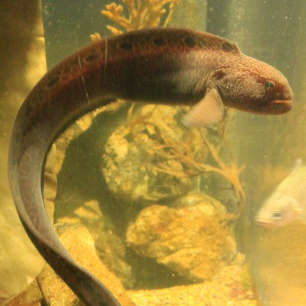 Wolf Eel | Hatfield Marine Science Center